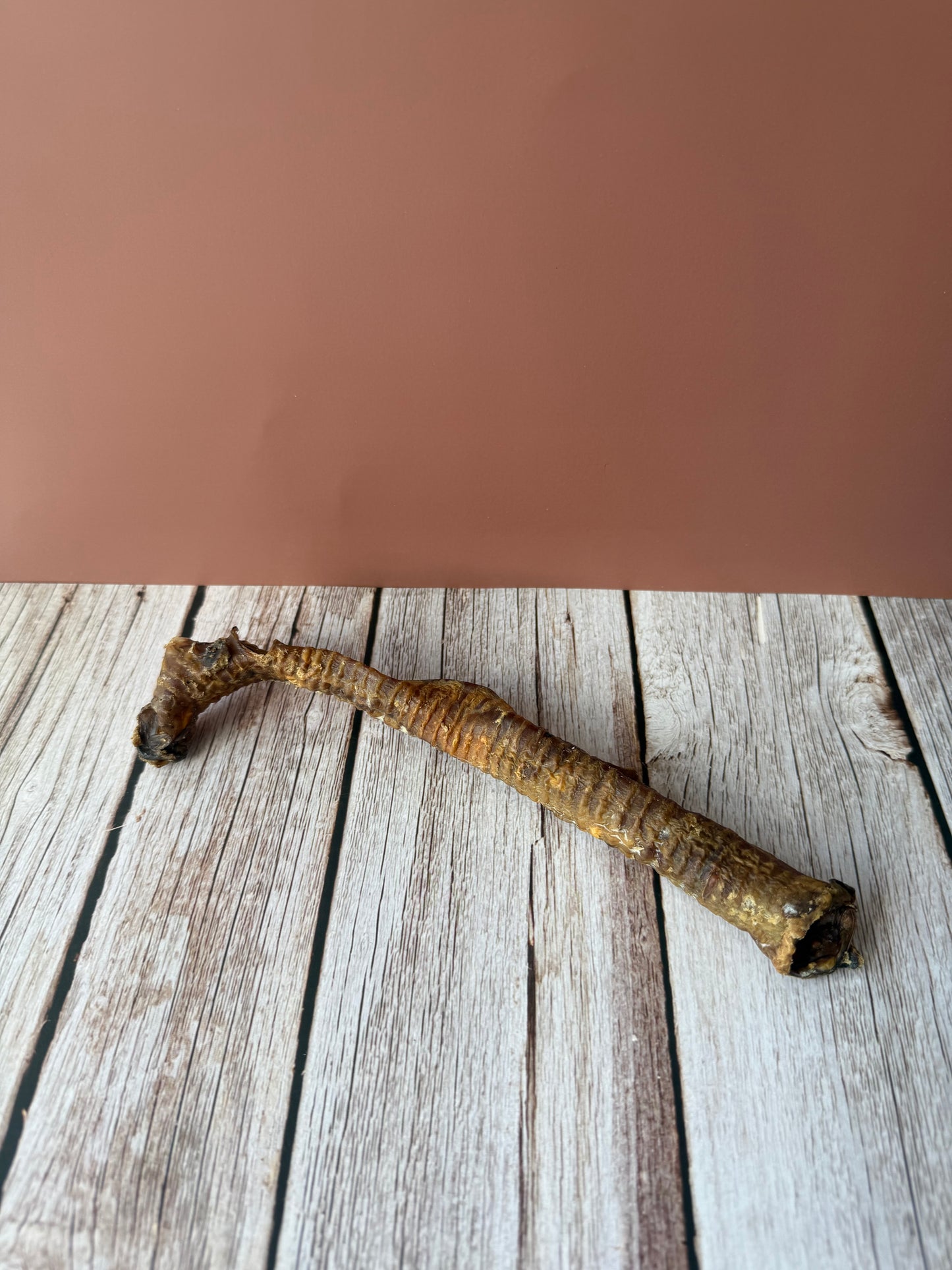 Lamb trachea