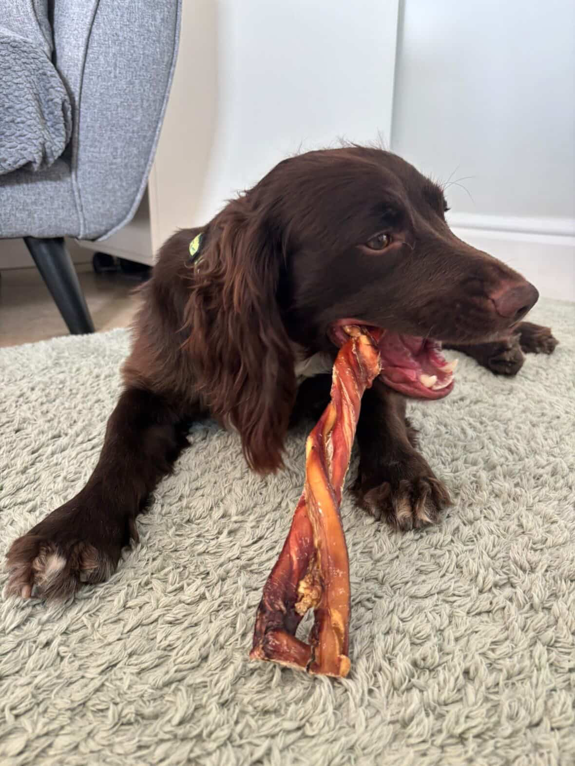 Jumbo bull twisted pizzle 24cm (approx)
